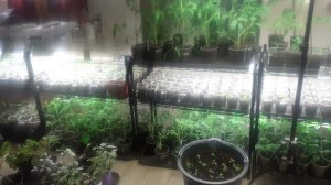 26.03.2026 Рассада на стеллажах и новые посевы.