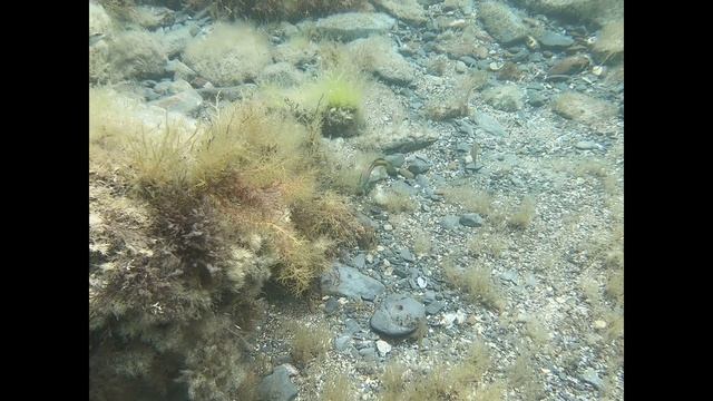 Судак. Крым. Подводная съёмка в Чёрном море. зеленушка строит гнездо