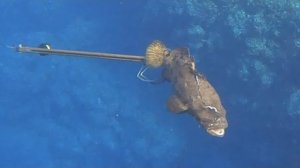 Подводная охота / Поймал гиганта. Мадарахата весом 21 кг