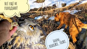 Сова Ёль ушла гулять из ямки. Мы с Псом Кубиком недоумеваем, куда пропали все бобры с плотин?