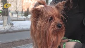 ОБЩЕСТВЕННИК ВАДИМ ПОПОВ ВЫСТУПИЛ С ИНИЦИАТИВОЙ О ВВЕДЕНИИ НАЛОГА НА ВЫГУЛ СОБАК