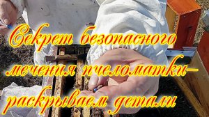 Секрет безопасного мечения пчеломатки — раскрываем детали