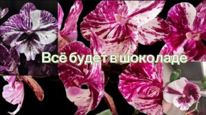 Всё будет в ШОКОЛАДЕ 😍😍😍. Мои сегодняшние шоколадные роспуски и ожидаемые