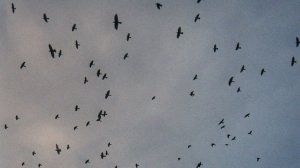 Плохой знак: тысячи ворон заметили в небе над Тель-Авивом