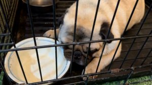 Вы даже не заметили, что у меня кончилась еда!