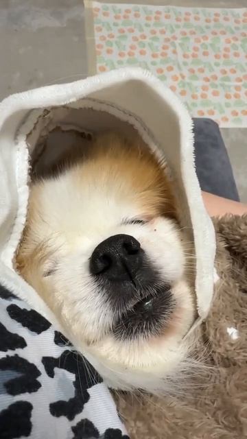 Главное — быть рядом со своей любимой мамочкой! Новые приключения Оливера! 💖