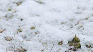 InShot_20260320_170608963