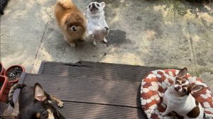 Все дружненько полакомились колбаской.