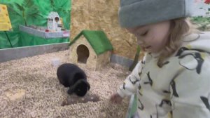 Кролики, Вика хулиганит, Эль-Рио.