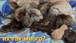 У лисы - лисята