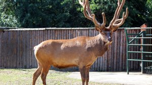 «Благородный олень_ Интересные факты о нем.