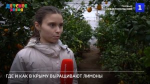 Где и как в Крыму выращивают лимоны