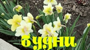 Будни - распаковка,процесс, посетила выставку художника ,купила, посадила, посеяла