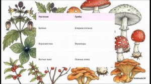 Окружающий мир 3 класс Природа и наша безопасность