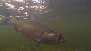 "КИНОТЕАТР РЫБОЛОВА". Рыбалка на краю света