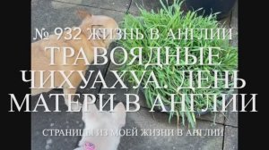 Травоядные чихуахуа и День матери в Англии. № 932 Жизнь в Англии