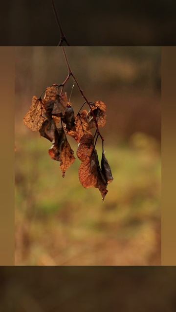 Сергей Пагын 