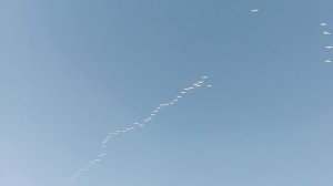 VID_20260326_090654.mp4 перелётные птицы