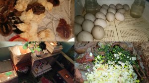 Витаминная мешанка. Почистили подстилку зимнюю в сарае. Вывод цыплят. Работа с инкубаторами