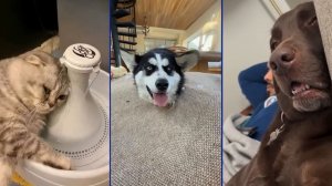 СМЕШНЫЕ КОТЫ |  ЛУЧШИЕ ПРИКОЛЫ С КОТАМИ, КОШКИ, ЖИВОТНЫЕ, СМЕШНОЕ ВИДЕО