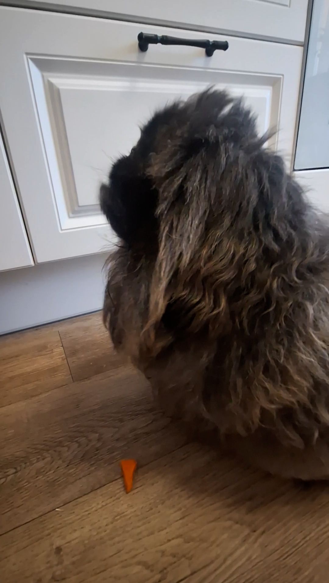 Пекинес Дендик любит морковь