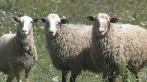 Мошенники стали использовать новую схему для своих преступлений