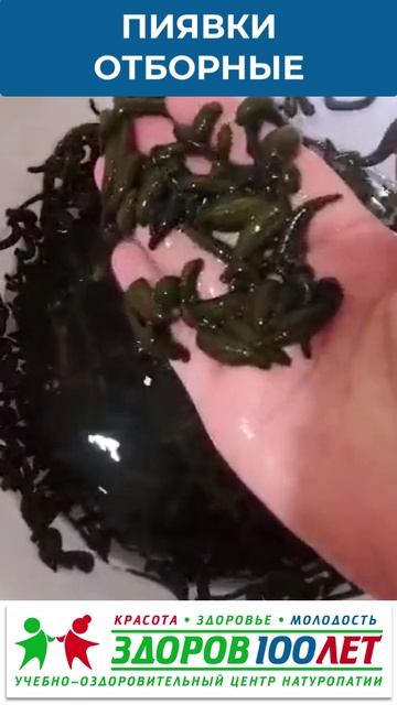 Пиявки, The Leeches, Blutegel, Sangsues, Sanguisughe, տզրուկներ, ლეიჩები