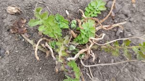 Открыли огородный сезон Саяногорск Хакасия