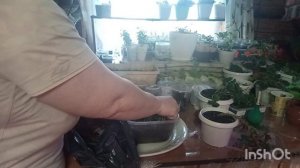 //179//Жизнь в деревне.Муж катается на электровелосипеде.Опять пикирую рассаду цветов.