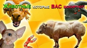 СТРАННЫЕ И НЕОБЫЧНЫЕ СПОСОБНОСТИ ЖИВОТНЫХ, КОТОРЫЕ ВАС ШОКИРУЮТ!