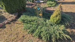 Как перезимовали розы? Есть потери. Кашпо для Тайдалов.