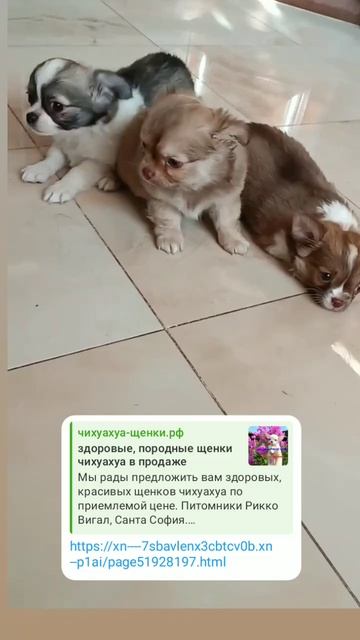 дш чихуахуа мальчик