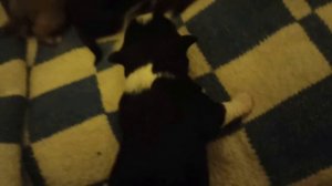 23-25 декабря 2023г.Мой дом. Готовлюсь к новому году.Щенкам неделя)