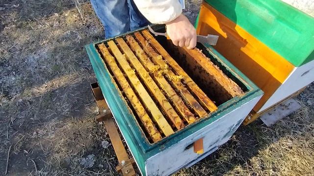 26 марта ЧТО ДАЛА ПОДКОРМКА ПЧЕЛ ранней весной