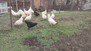 Холодильник совсем пустой. И снова ленивые голубцы. Простая жизнь пенсионеров.