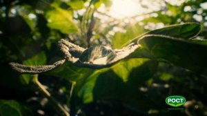 РОСТ - Солнце с нами всегда (Россия) (2025)