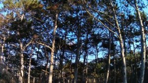 Вечерний лес