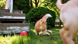 кошка и собака