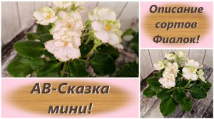 Описание сортов Фиалок! АВ-Сказка мини!