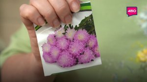 Составляем грунт для посева астры. Дачные сезоны