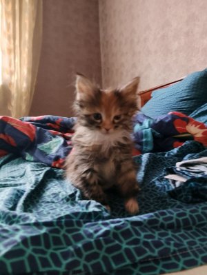 нов игра  star ores inc