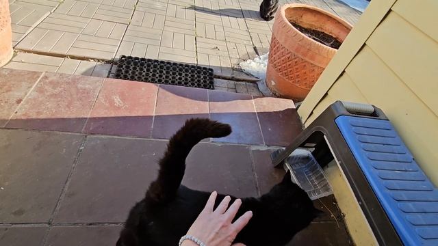 Угольки пришли гладиться 🐈⬛️🐈⬛️; вкусная лотерея для котиков с Джекпотом, победитель неизвестен