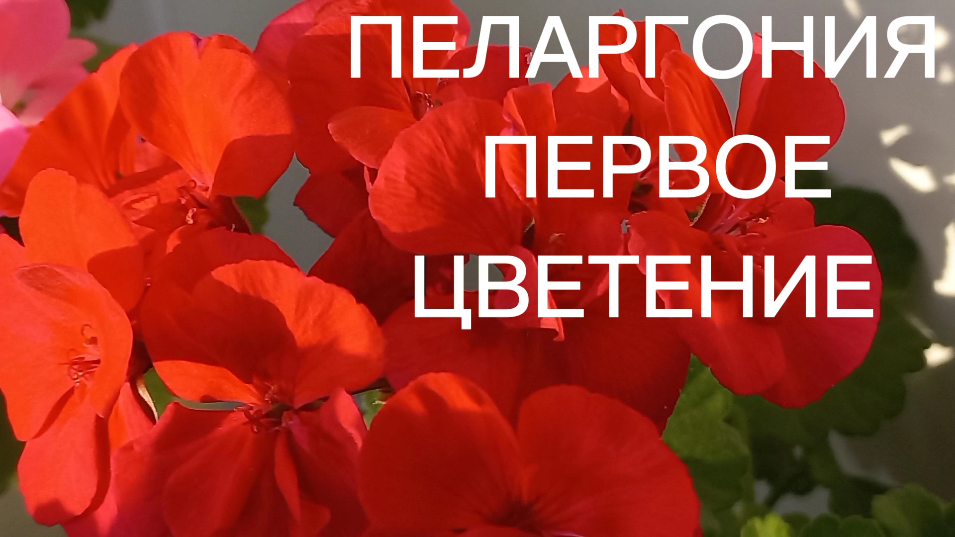 Пеларгония  расцвела. 
 Первое весеннее  цветение.