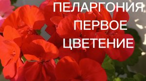 Пеларгония  расцвела. 
 Первое весеннее  цветение.