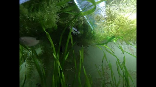 аквариум.  макроподы охраняют гнездо