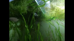 аквариум.  макроподы охраняют гнездо