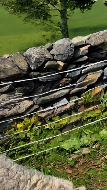 Уютная жизнь овец на пастбище #овцы #сельскаяжизнь #природа