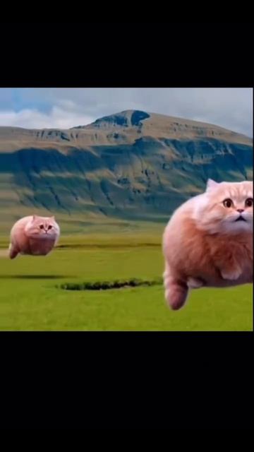 мемы которые я нашёл третья часть