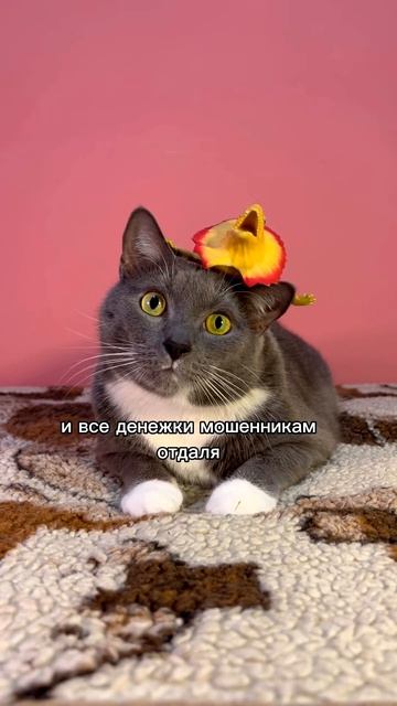 Kotiynet — КРАСНАЯ ШАПОЧКА