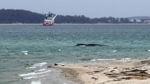Шансов все меньше: почему не получается спасти застрявшего на мели кита на Балтике